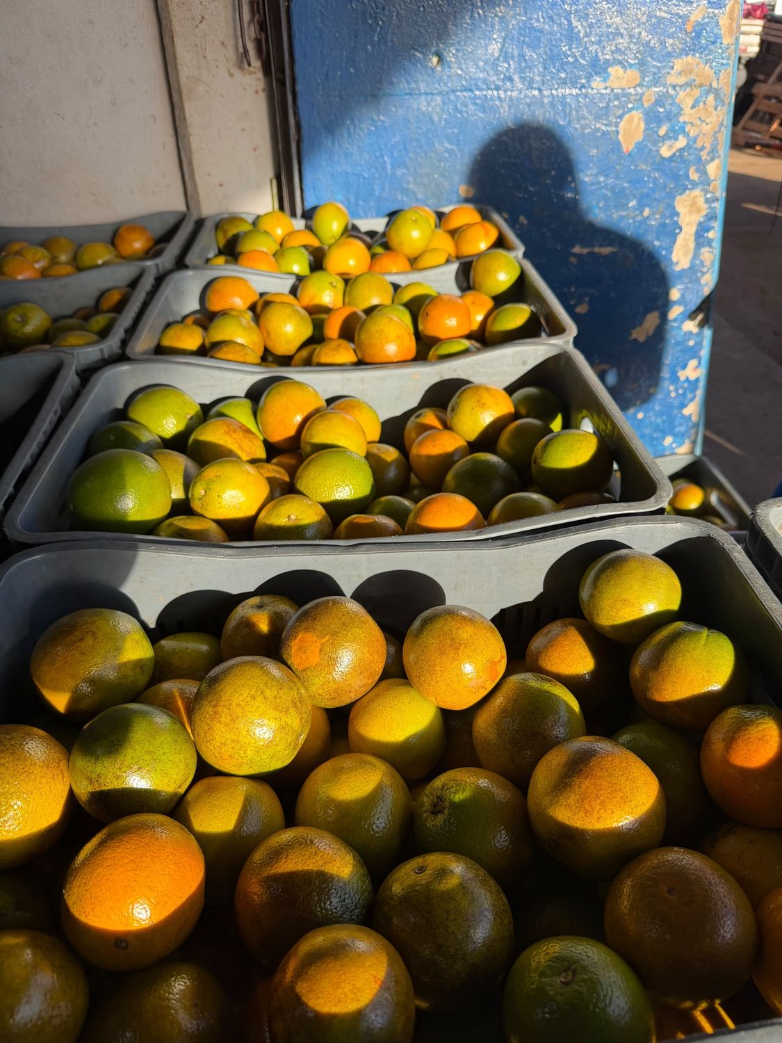 Laranja Pera